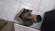 Filhotes de gatinhos