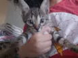 Filhotes de gatinhos