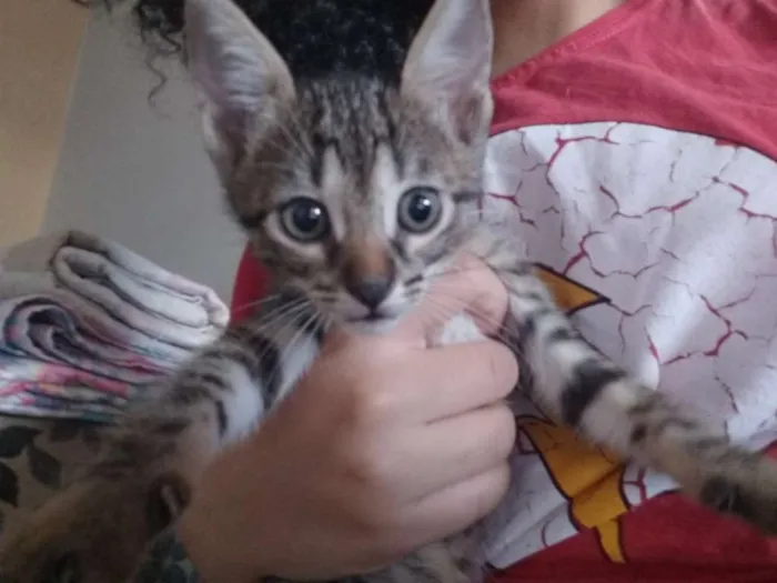 Gato raça SRD idade 2 a 6 meses nome Filhotes de gatinhos