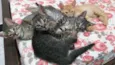 Filhotes de gatinhos