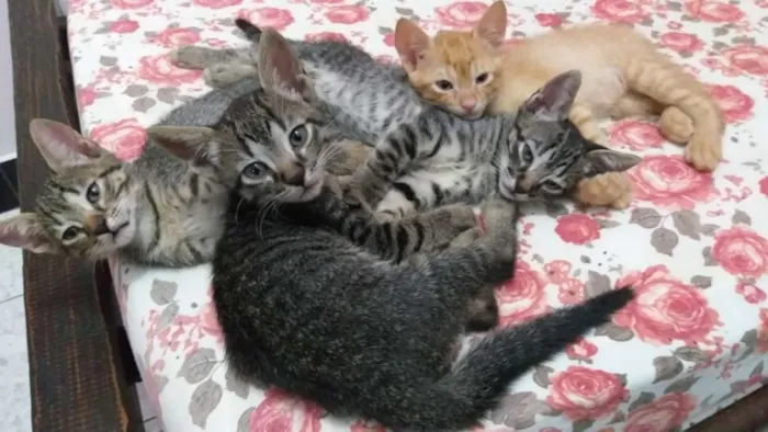 Gato raça SRD idade 2 a 6 meses nome Filhotes de gatinhos