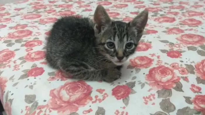 Gato raça SRD idade 2 a 6 meses nome Filhotes de gatinhos