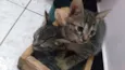 Filhotes de gatinhos