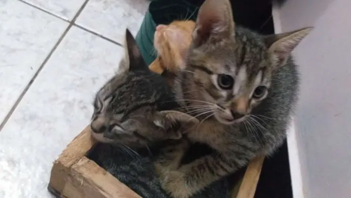 Gato raça SRD idade 2 a 6 meses nome Filhotes de gatinhos