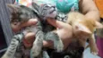 Filhotes de gatinhos