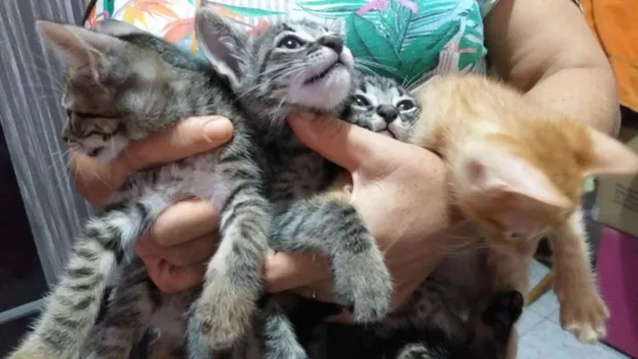 Gato raça SRD idade 2 a 6 meses nome Filhotes de gatinhos