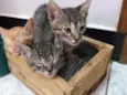 Filhotes de gatinhos