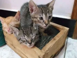 Gato raça SRD idade 2 a 6 meses nome Filhotes de gatinhos