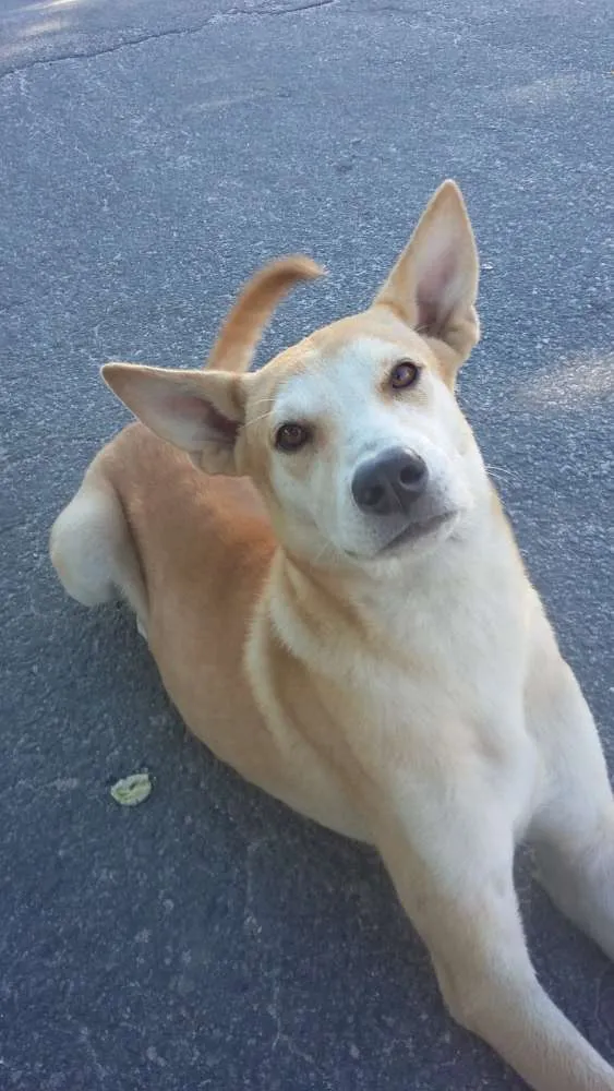 Cachorro ra a SRD idade 7 a 11 meses nome JUJU/LORINHA