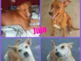 JUJU/LORINHA