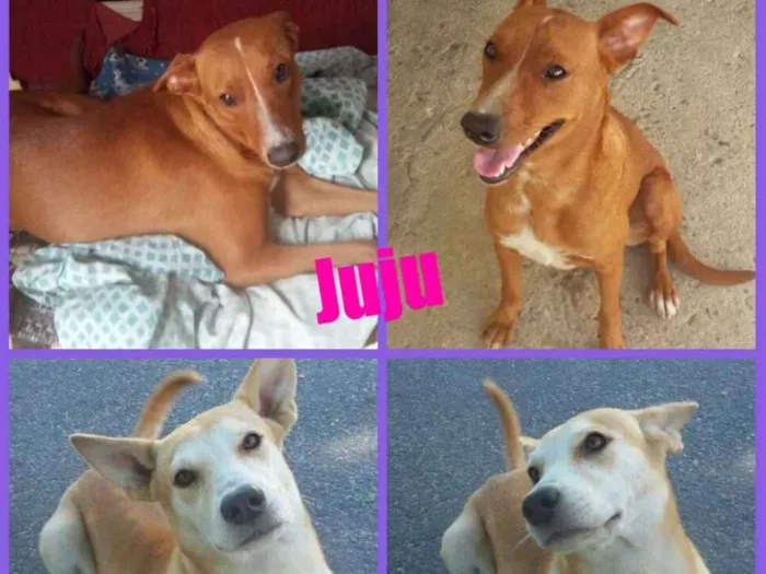 Cachorro ra a SRD idade 7 a 11 meses nome JUJU/LORINHA