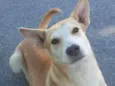 JUJU/LORINHA
