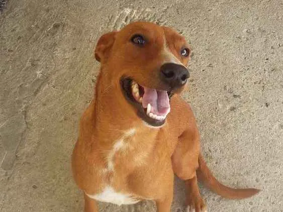 Cachorro ra a SRD idade 7 a 11 meses nome JUJU/LORINHA