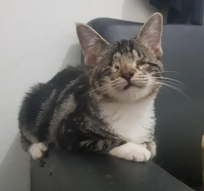 Gato ra a SRD idade 2 a 6 meses nome Gisele