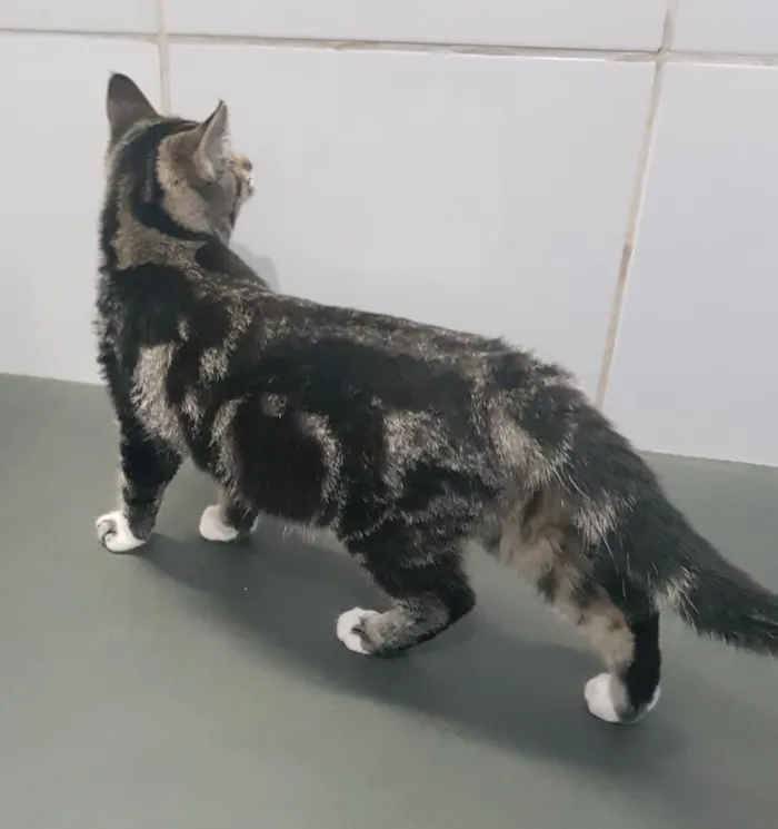 Gato ra a SRD idade 2 a 6 meses nome Gisele