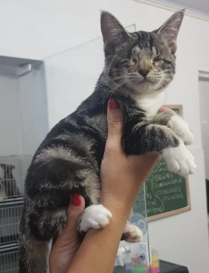 Gato ra a SRD idade 2 a 6 meses nome Gisele