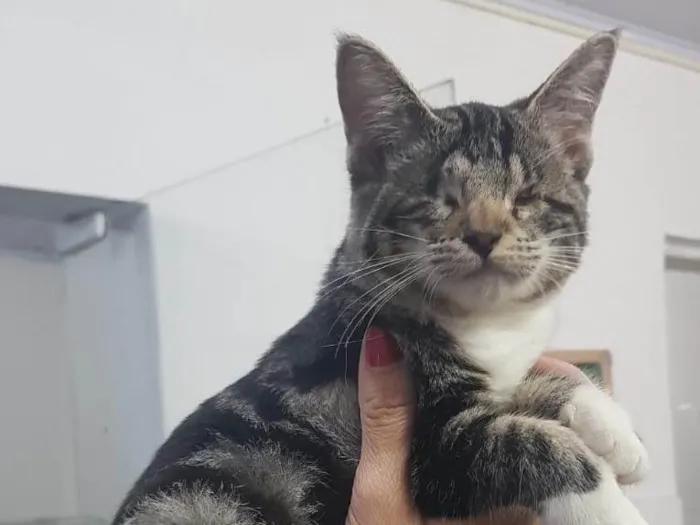 Gato ra a SRD idade 2 a 6 meses nome Gisele