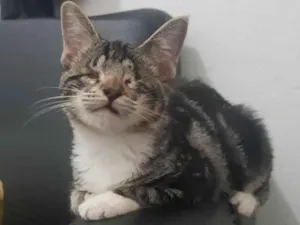 Gato raça SRD idade 2 a 6 meses nome Gisele