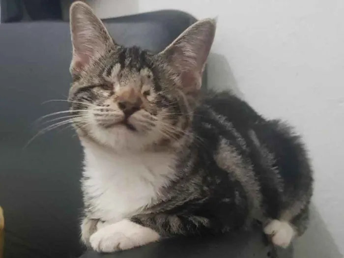 Gato ra a SRD idade 2 a 6 meses nome Gisele