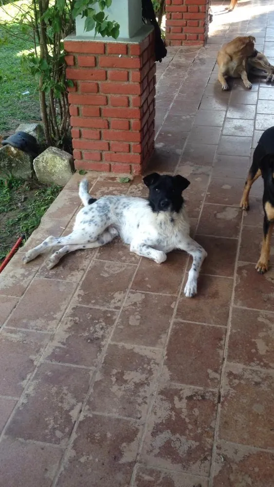 Cachorro ra a Srd idade 2 anos nome Zé