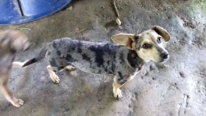 Cachorro ra a Srd idade 1 ano nome Mila