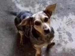 Cachorro ra a Srd idade 1 ano nome Mila