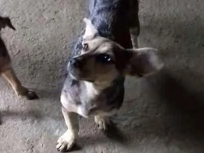 Cachorro ra a Srd idade 1 ano nome Mila