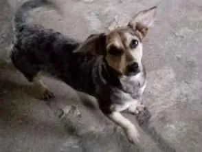 Cachorro ra a Srd idade 1 ano nome Mila