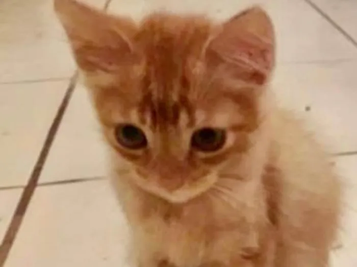 Gato ra a SRD idade 2 a 6 meses nome Tito 