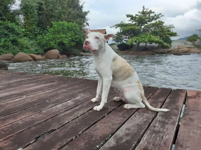 Cachorro ra a Pitbull com Golden idade Abaixo de 2 meses nome Vários 