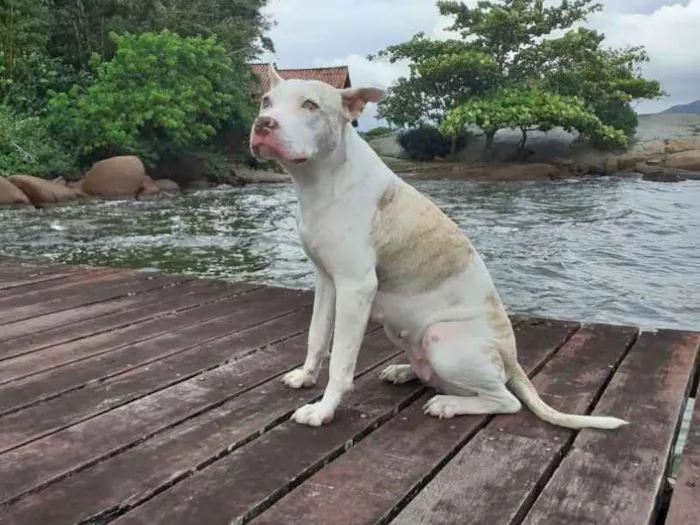 Cachorro ra a Pitbull com Golden idade Abaixo de 2 meses nome Vários 