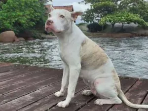 Cachorro raça Pitbull com Golden idade Abaixo de 2 meses nome Vários 