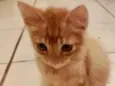 Tito 
