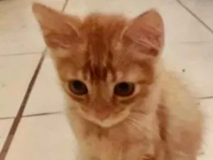 Gato raça SRD idade 2 a 6 meses nome Tito 