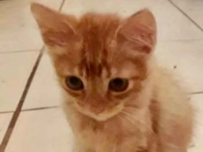 Gato ra a SRD idade 2 a 6 meses nome Tito 