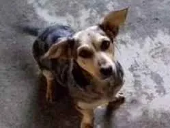 Cachorro raça Srd idade 1 ano nome Mila