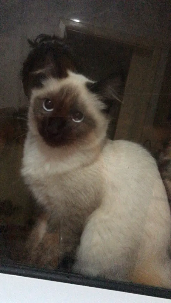 Gato ra a Siamês  idade 2 a 6 meses nome Ariel 