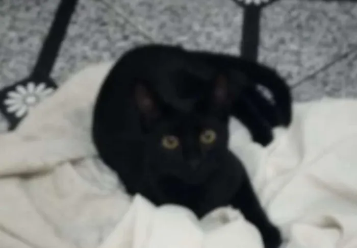 Gato ra a Srd idade 2 a 6 meses nome Neguinho