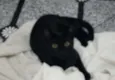Neguinho
