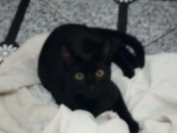Gato ra a Srd idade 2 a 6 meses nome Neguinho