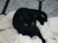 Neguinho