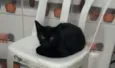 Neguinho