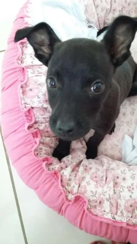 Cachorro raça SRD idade 2 a 6 meses nome Ted