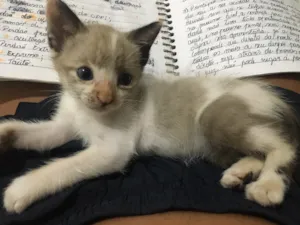 Gato raça Sem raça  idade Abaixo de 2 meses nome Fifi
