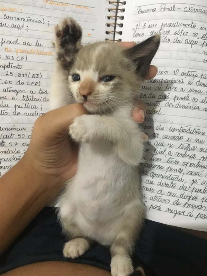 Gato ra a Sem raça  idade Abaixo de 2 meses nome Fifi