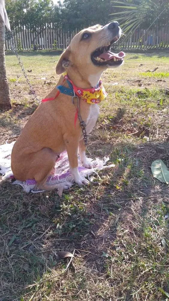 Cachorro raça Srd idade 3 anos nome Belinha Canil