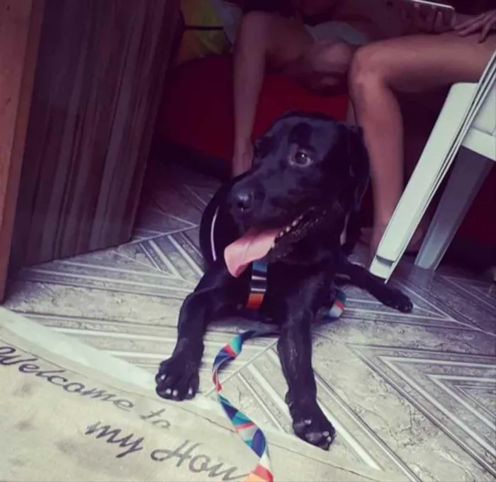 Cachorro ra a Labrador Retriever idade 2 a 6 meses nome Fred 