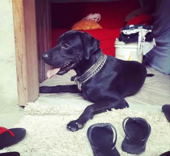 Cachorro ra a Labrador Retriever idade 2 a 6 meses nome Fred 