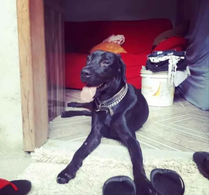 Cachorro ra a Labrador Retriever idade 2 a 6 meses nome Fred 