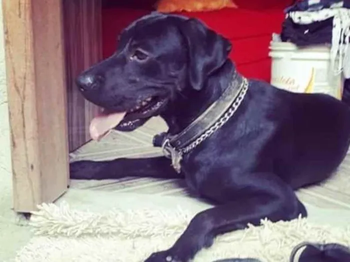 Cachorro ra a Labrador Retriever idade 2 a 6 meses nome Fred 